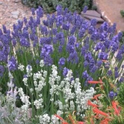 Thumbelina Leigh Dwarf English Lavender -Garden Plant Store lavandula angustifolia 63119 1 web 2