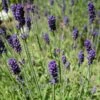 Hidcote Blue English Lavender -Garden Plant Store lavandula angustifolia hidcote blue lavender enlgish blue cropped