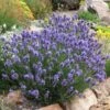 Thumbelina Leigh Dwarf English Lavender -Garden Plant Store lavandula angustifolia thumbelina leigh web 1