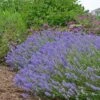 Blue Cushion English Lavender -Garden Plant Store lavandula blue cushion garden 10958 3