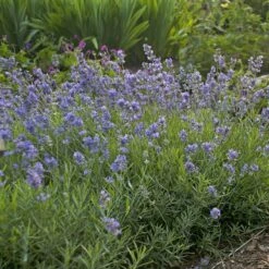 Blue Cushion English Lavender -Garden Plant Store lavandula blue cushion walters gardens cropped