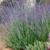 Gros Bleu French Lavender -Garden Plant Store lavandula intermedia 63156 1 web 5
