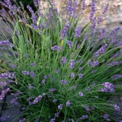 Sharon Roberts English Lavender 14 Sharon Roberts English Lavender -Garden Plant Store lavandula sharon roberts 1 1 1