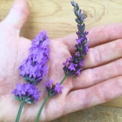 Sensational!™ Lavender 9 Sensational!™ Lavender -Garden Plant Store lavender phenomenal flower hand