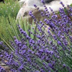 Sharon Roberts English Lavender 15 Sharon Roberts English Lavender -Garden Plant Store lavender sharon roberts 1