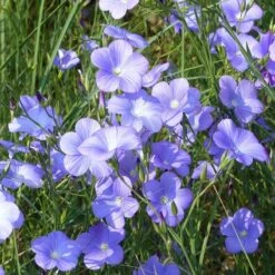Spanish Blue Flax (Linum) -Garden Plant Store linum narbonense spanish blue flax 1 cropped
