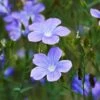 Spanish Blue Flax (Linum) -Garden Plant Store linum narbonense spanish blue flax 2 cropped