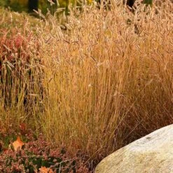 Little Prairie Native Wildflower Seed Mix -Garden Plant Store little prairie mix blue grama grass bouteloua gracilis