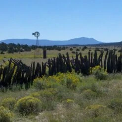 Little Prairie Native Wildflower Seed Mix -Garden Plant Store little prairie mix bouteloua gracilis meadow