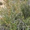 Littleleaf Mountain Mahogany (Cercocarpus) -Garden Plant Store littleleaf mountain mahogany cercocarpus shrubs