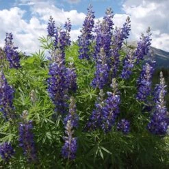 High Country Meadow Native Wildflower Seed Mix -Garden Plant Store lupine mountainside