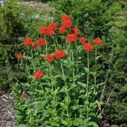 Maltese Cross (Silene) 7 Maltese Cross (Silene) -Garden Plant Store lychnis chalcedonica 3