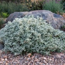 Silver Edged Horehound (Marrubium) -Garden Plant Store marrubium rotundifolium david winger1 plant select cropped