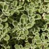 Silver Edged Horehound (Marrubium) 2 Silver Edged Horehound (Marrubium) -Garden Plant Store marrubium rotundifolium plant select cropped