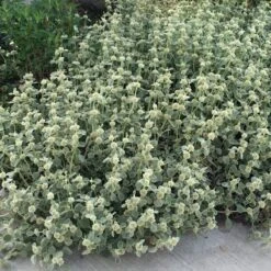 Silver Edged Horehound (Marrubium) -Garden Plant Store marrubium rotundifolium silver edged horehound cindy jewell 3