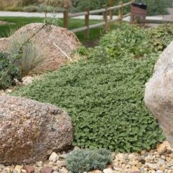 Silver Edged Horehound (Marrubium) -Garden Plant Store marrubium rotundifolium plant select cropped