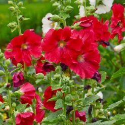 Mars Magic Single Hollyhock -Garden Plant Store mars magic single hollyhock alcea rosea walters garden flowers