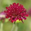 Mars Midget Pincushion Flower -Garden Plant Store mars midget pincushion flower knautia macedonica