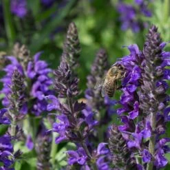 May Night Salvia -Garden Plant Store may night savlia bee