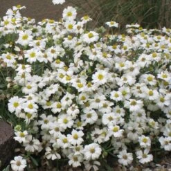 Blackfoot Daisy (Melampodium) -Garden Plant Store melampodium leucanthemum 82609 1