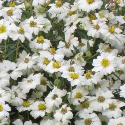 Blackfoot Daisy (Melampodium) -Garden Plant Store melampodium leucanthemum close up 1