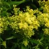 Little Lemon Goldenrod (Solidago) -Garden Plant Store mike davy solidago little lemon goldenrod 1 1