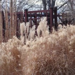 Gracillimus Miscanthus Grass -Garden Plant Store miscanthus ornamental grass winter