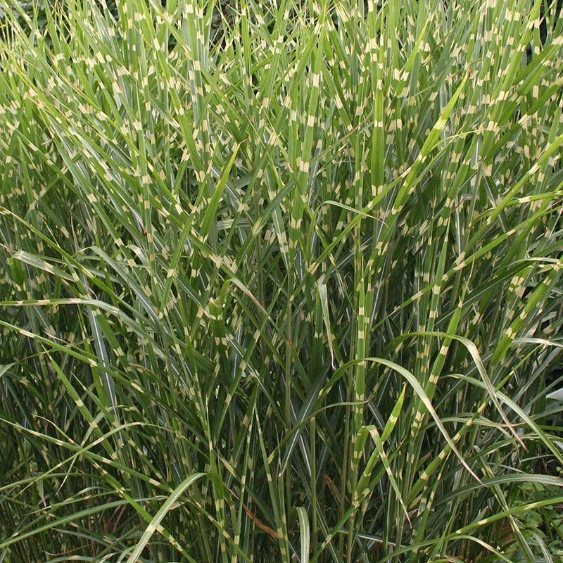 Gold Breeze Miscanthus Grass 4 Gold Breeze Miscanthus Grass - Image 2