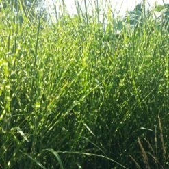 Gold Breeze Miscanthus Grass 9 Gold Breeze Miscanthus Grass -Garden Plant Store miscanthus gold breeze 2 cropped