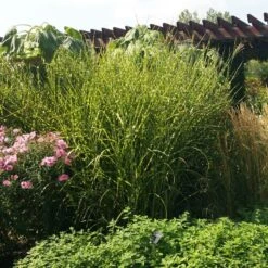 Gold Breeze Miscanthus Grass 8 Gold Breeze Miscanthus Grass -Garden Plant Store miscanthus gold breeze 3 cropped