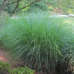 Gracillimus Miscanthus Grass -Garden Plant Store miscanthus gracillimus hni 02 cropped