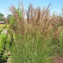 Gracillimus Miscanthus Grass -Garden Plant Store miscanthus gracillimus hni 03 cropped