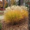 Gracillimus Miscanthus Grass -Garden Plant Store miscanthus gracillimus hni cropped