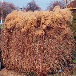 Gracillimus Miscanthus Grass -Garden Plant Store miscanthus gracillimus walters gardens cropped