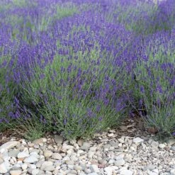Mitcham Gray English Lavender -Garden Plant Store mitcham gray english lavender 1