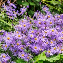 Monch Frikart's Aster -Garden Plant Store monch frikart s aster garden purple flowers