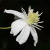 Mongolian Snowflakes (Clematis) -Garden Plant Store mongolian snowflakes clematis white 1