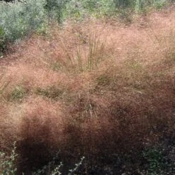 Undaunted® Ruby Muhly Grass 8 Undaunted® Ruby Muhly Grass -Garden Plant Store muhlenbergia reverchonii 3