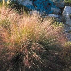 Undaunted® Ruby Muhly Grass 9 Undaunted® Ruby Muhly Grass -Garden Plant Store muhlenbergia reverchon 71138 1 web 4