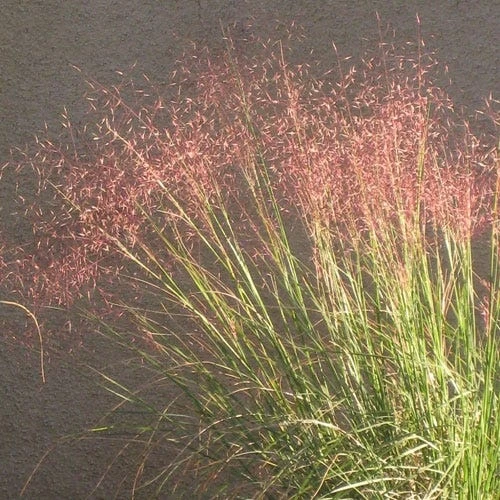 Undaunted® Ruby Muhly Grass 4 Undaunted® Ruby Muhly Grass - Image 2