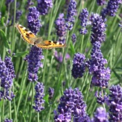 Munstead Violet English Lavender -Garden Plant Store munstead violet english lavender meadow pollinator
