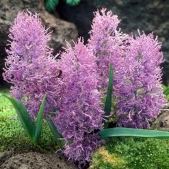 Cotton Candy Grape Hyacinth -Garden Plant Store muscari comosum plumosum cotton cany grape hyacinth 3 cropped