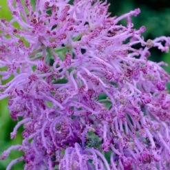 Garden Plant Store -Garden Plant Store muscari comosum plumosum cotton cany grape hyacinth close up cropped