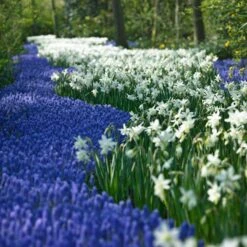 Thalia Daffodil -Garden Plant Store narcissus thalia muscari armen 2