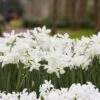 Thalia Daffodil 2 Thalia Daffodil -Garden Plant Store narcissus thalia with hyacinth