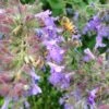 Select Blue Nepeta 2 Select Blue Nepeta -Garden Plant Store nepeta faassenii select blue customer photo cropped 19