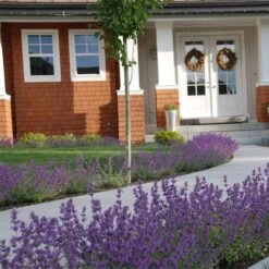 Little Trudy® Nepeta -Garden Plant Store nepeta little trudy catmint must credit plant select 1