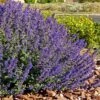 Walker's Deep Blue Nepeta 1 Walker's Deep Blue Nepeta -Garden Plant Store nepeta walkers dark blue 4 cc cropped 1