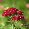 New Vintage™ Red Yarrow -Garden Plant Store new vintage red yarrow achillea