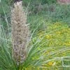 Green's Beargrass (Nolina) -Garden Plant Store nolina texana in bloom delosperma nubigenum
